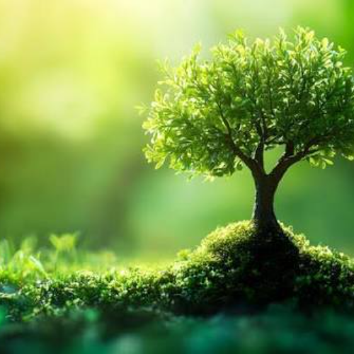 tree